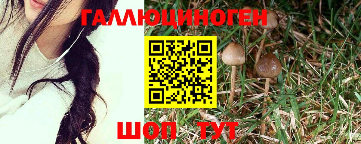 Псилоцибиновые грибы MAGIC MUSHROOMS Электросталь
